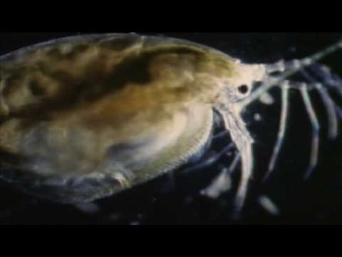 The Origin Of Life: Chemistry + Biology = Abiogenesis