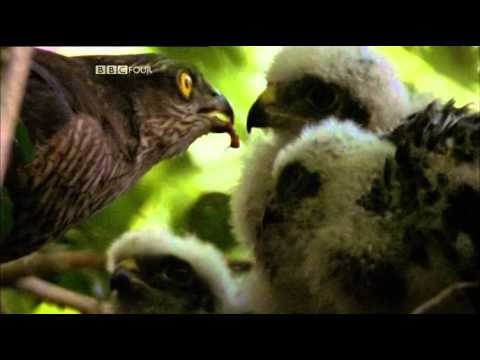 A Luta de Darwin – da BBC