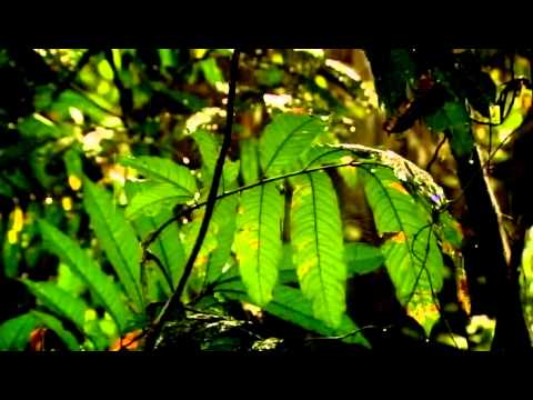O Elo: Descobrindo nosso mais antigo ancestral – da BBC