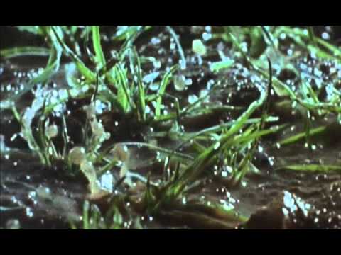 Microcosmos: Fantástica Aventura da Natureza