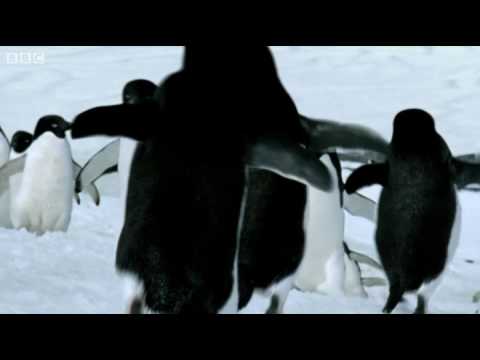 Pinguins, da BBC