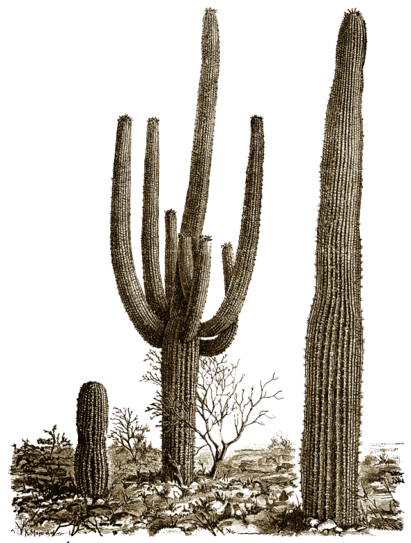 free vintage digital stamp_saguaro cactus