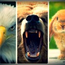 A águia, o urso e o coelho