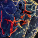 A humanidade será extinta por uma pandemia?