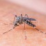 USP desmente boatos sobre Zika vírus