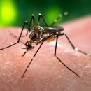 Comprovado: Zika vírus é o responsável por casos de microcefalia