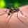Comprovado: Zika vírus é o responsável por casos de microcefalia